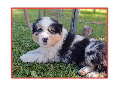 Les chiots de Berger Australien
