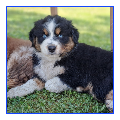 Les chiots de Berger Australien
