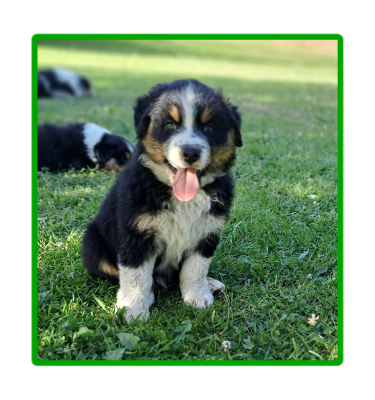 Les chiots de Berger Australien