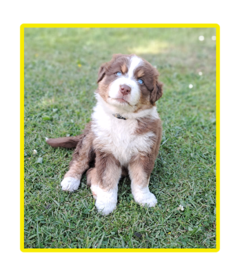 Les chiots de Berger Australien