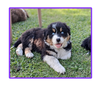 Les chiots de Berger Australien