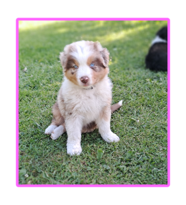 Les chiots de Berger Australien