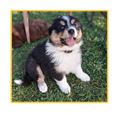 Les chiots de Berger Australien