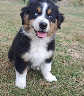Les chiots de Berger Australien