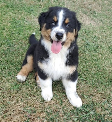 Les chiots de Berger Australien