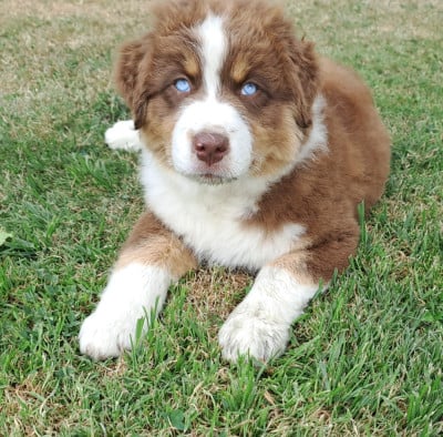Les chiots de Berger Australien