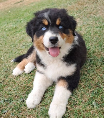 Les chiots de Berger Australien