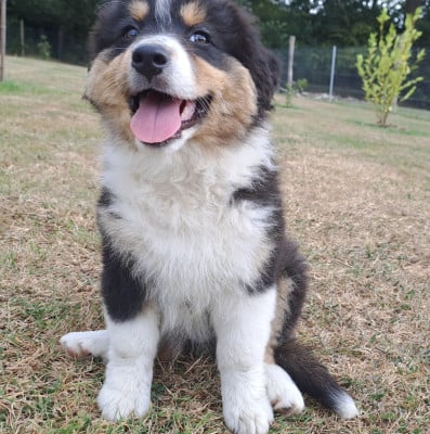 Les chiots de Berger Australien