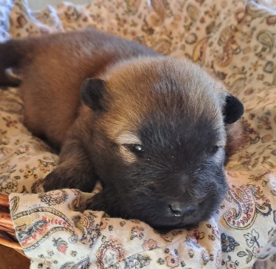 Les chiots de Eurasier