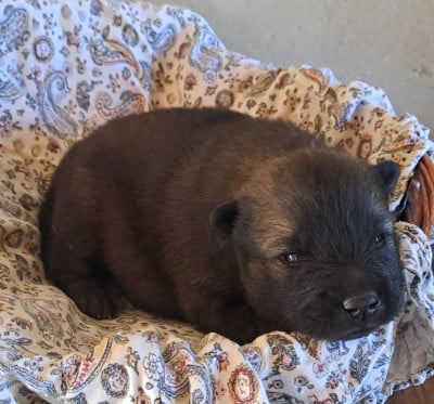 Les chiots de Eurasier