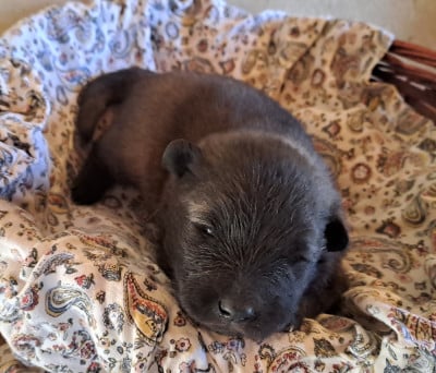 Les chiots de Eurasier