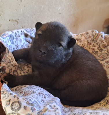Les chiots de Eurasier
