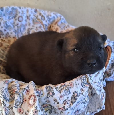 Les chiots de Eurasier