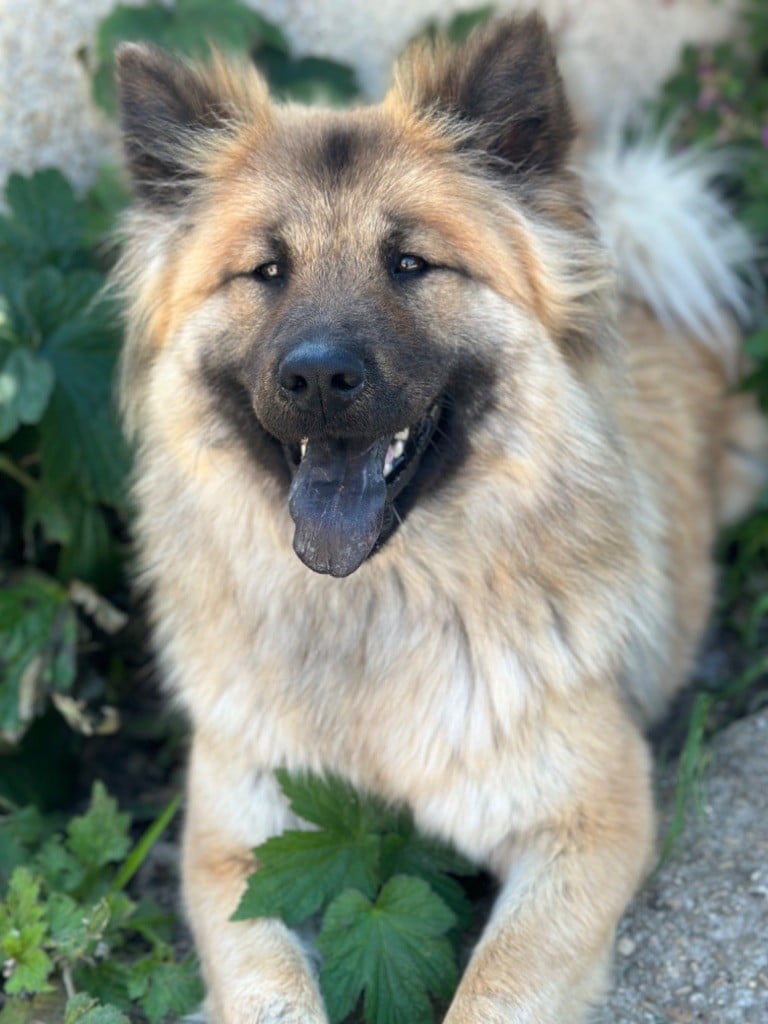 Des Loups Du Midour Thalia