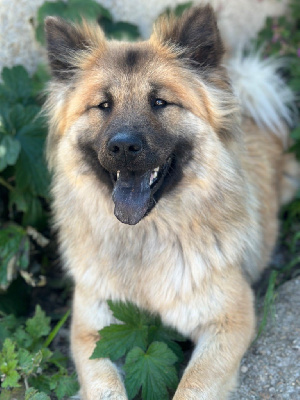 Étalon Eurasier - Des Loups Du Midour Thalia