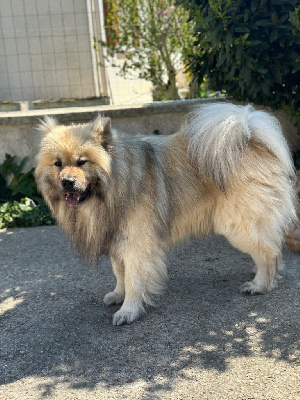 Étalon Eurasier - Ruben (Sans Affixe)