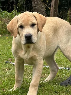 Les chiots de Labrador Retriever