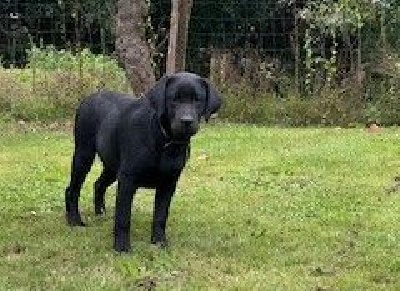 Les chiots de Labrador Retriever