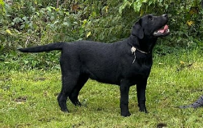 Les chiots de Labrador Retriever
