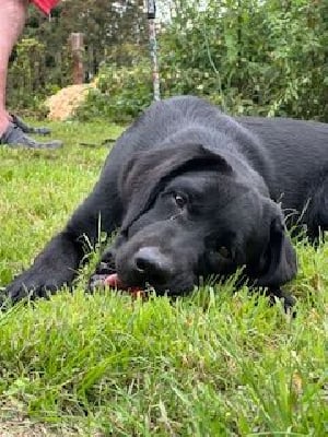 Les chiots de Labrador Retriever
