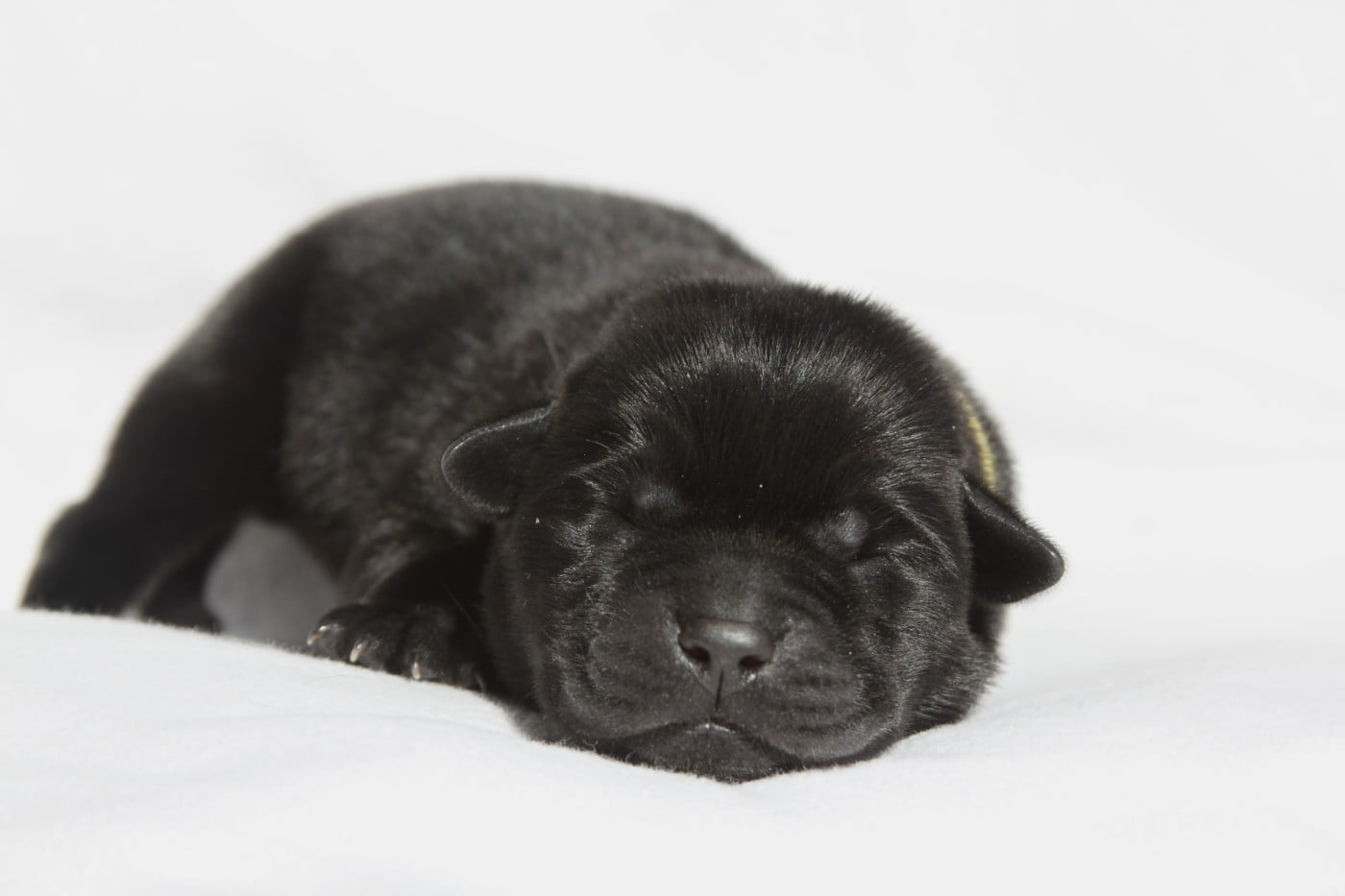 Mr jaune - Labrador Retriever