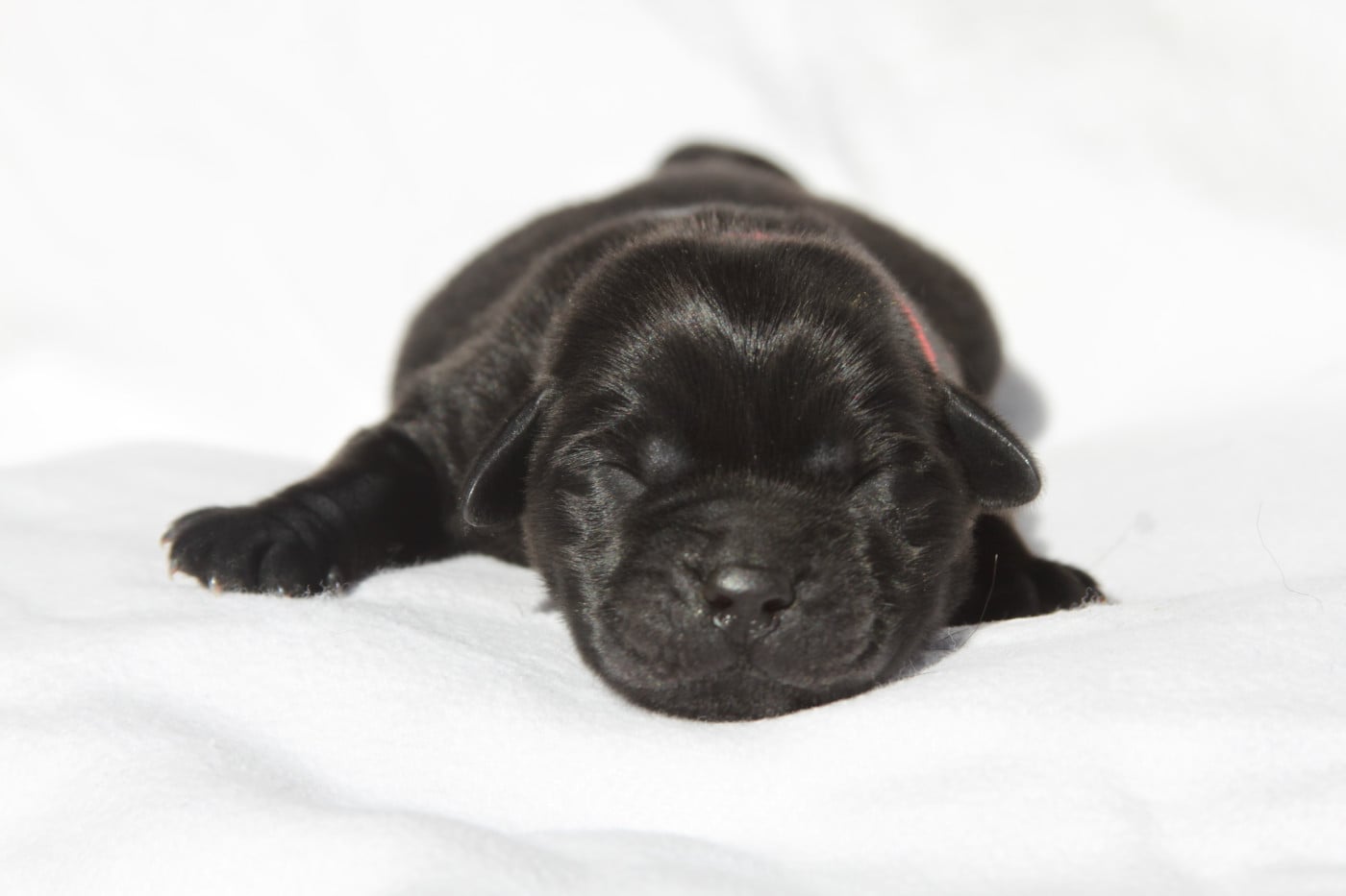 Mr rouge - Labrador Retriever