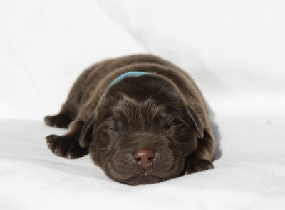 Les chiots de Labrador Retriever