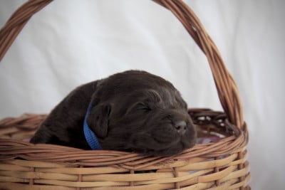 Les chiots de Labrador Retriever