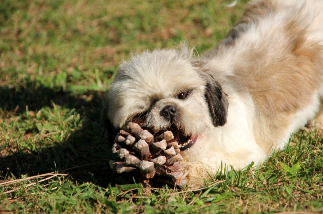 R touraya du moulin de madjurie