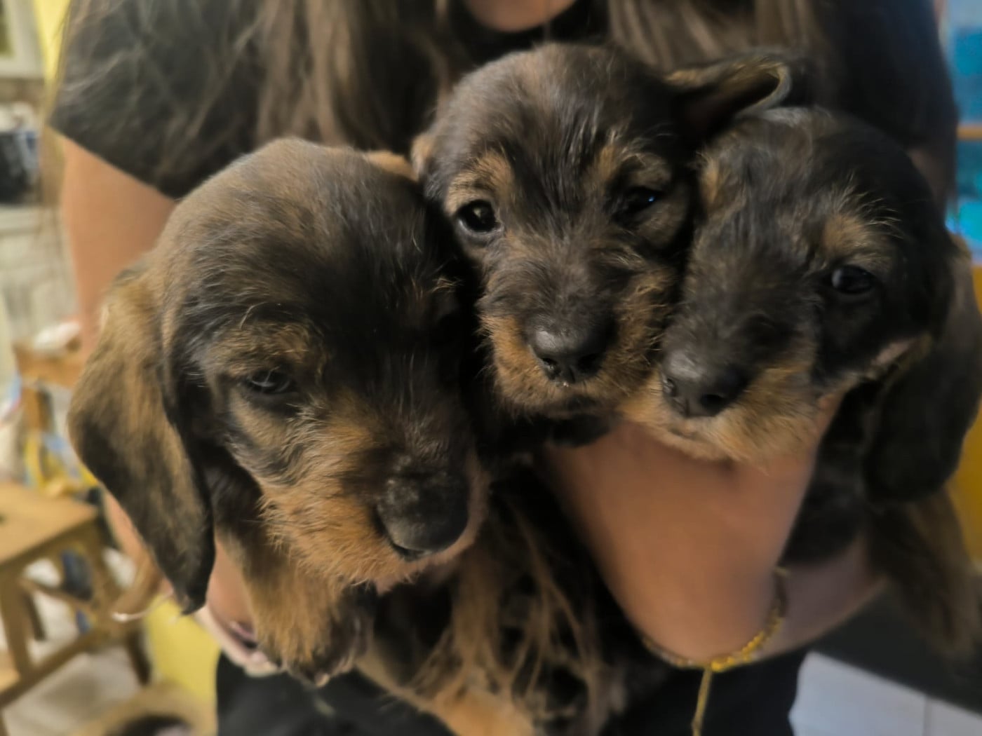 Chiot Teckel poil dur