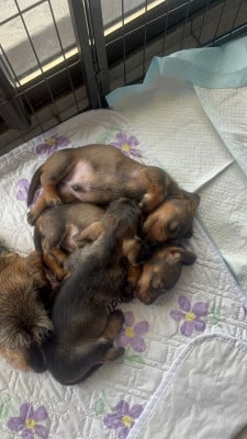 Les chiots de Teckel poil dur