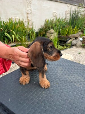 Les chiots de Teckel poil dur