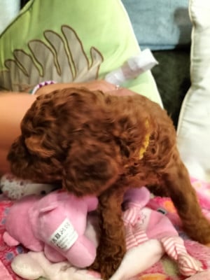 Les chiots de Caniche