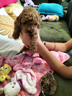 Les chiots de Caniche