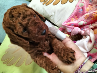 Les chiots de Caniche