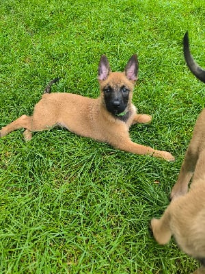 Les chiots de Berger Belge