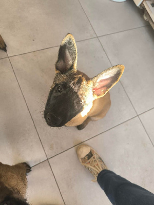 Les chiots de Berger Belge