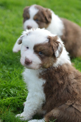 Les chiots de Berger Australien