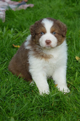 Les chiots de Berger Australien