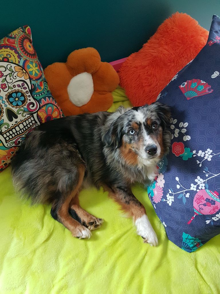 Tenerife island dite tya de L' Australia's Tribu