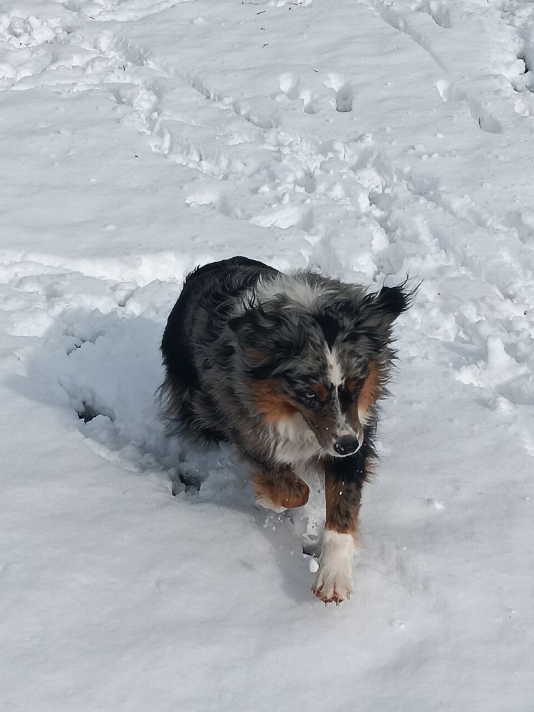 Tenerife island dite tya de L' Australia's Tribu