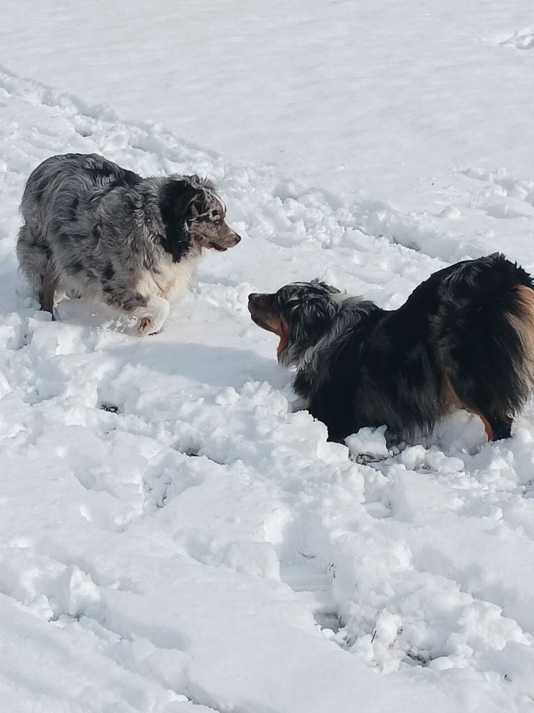 Tenerife island dite tya de L' Australia's Tribu