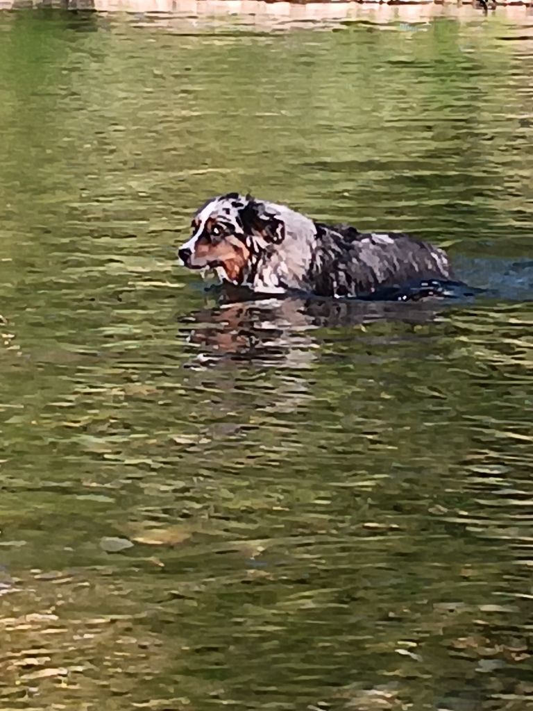 Tenerife island dite tya de L' Australia's Tribu