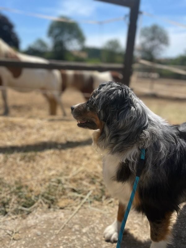 Tenerife island dite tya de L' Australia's Tribu