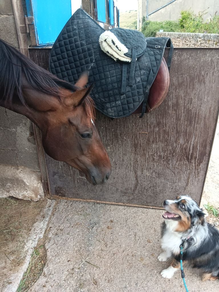 Tenerife island dite tya de L' Australia's Tribu