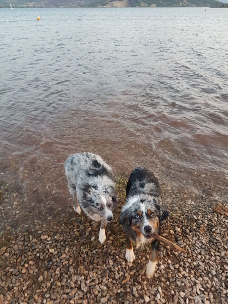 Tenerife island dite tya de L' Australia's Tribu