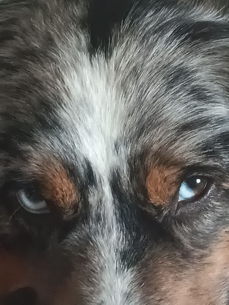 Tenerife island dite tya de L' Australia's Tribu