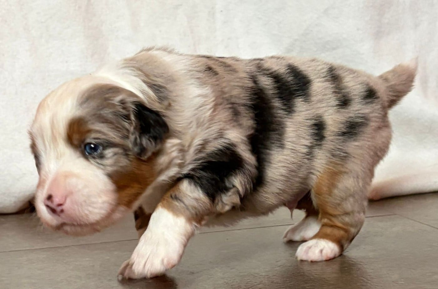 Bingbam Daboom De La Quintessence Du Coeur