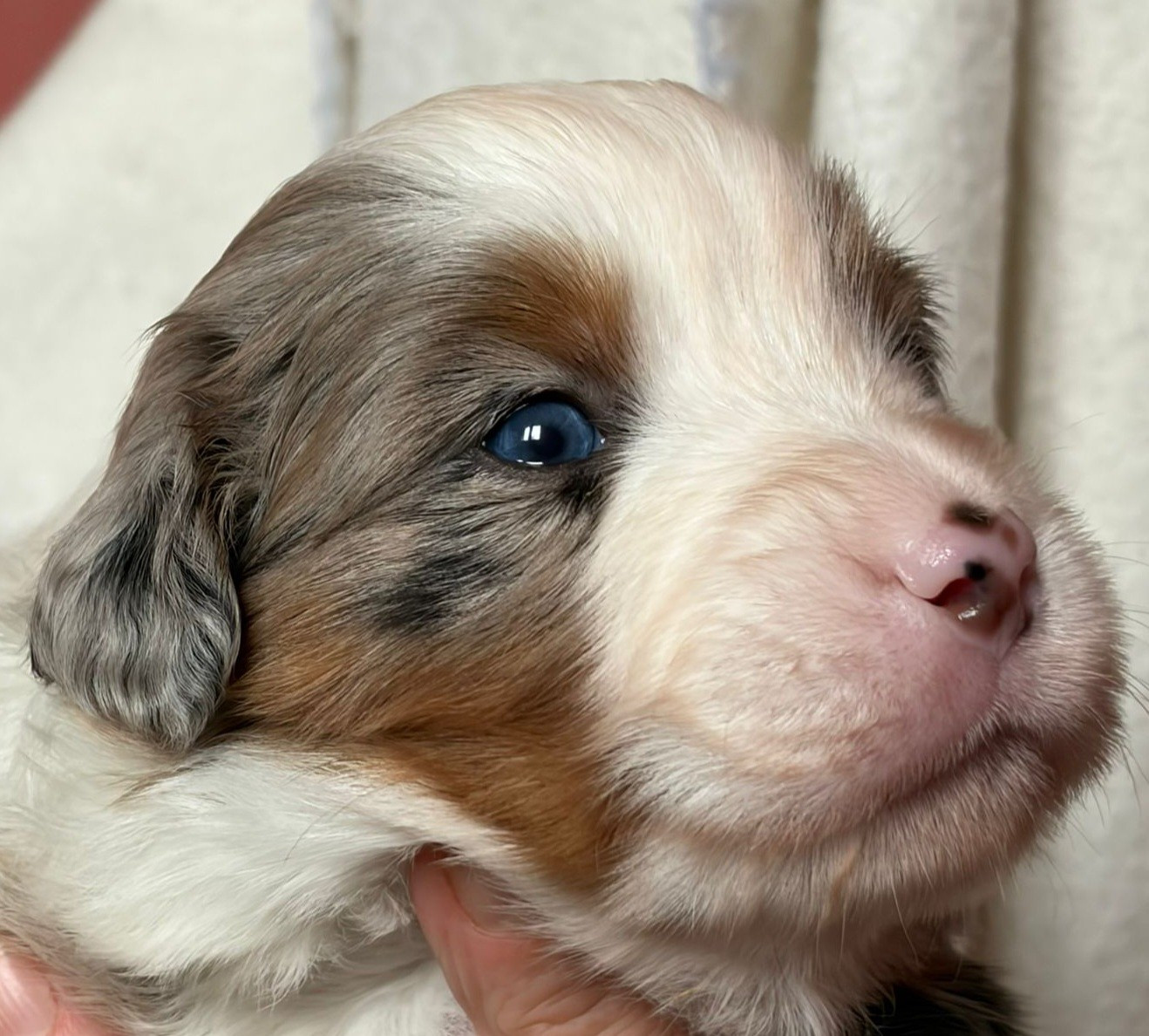 Bingbam Daboom De La Quintessence Du Coeur