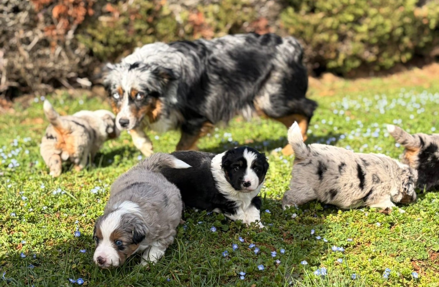 Berger Américain Miniature  - De La Quintessence Du Coeur